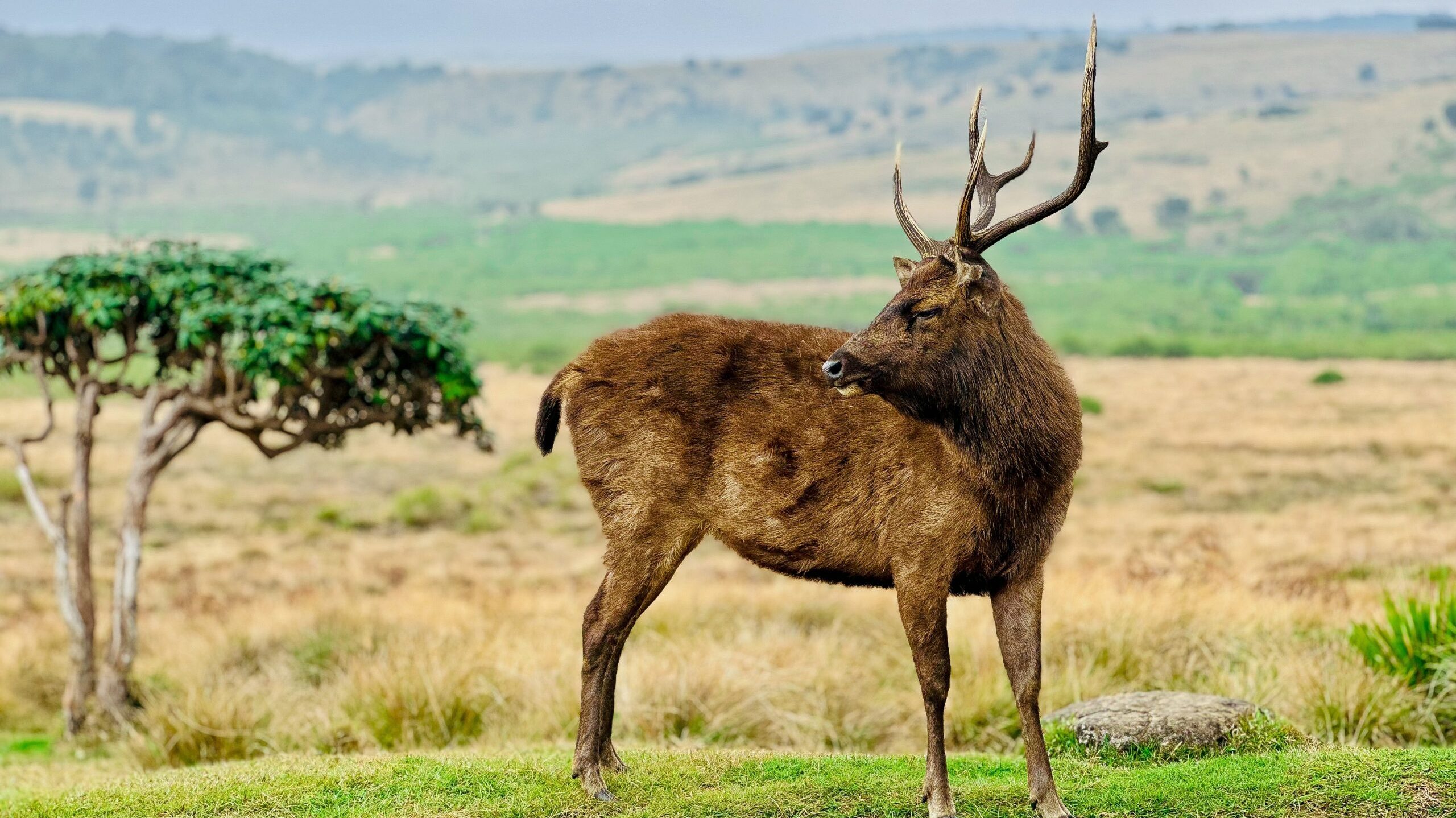 A,Sri,Lankan,Sambar,Deer,At,Misty,Horton,Plains,National