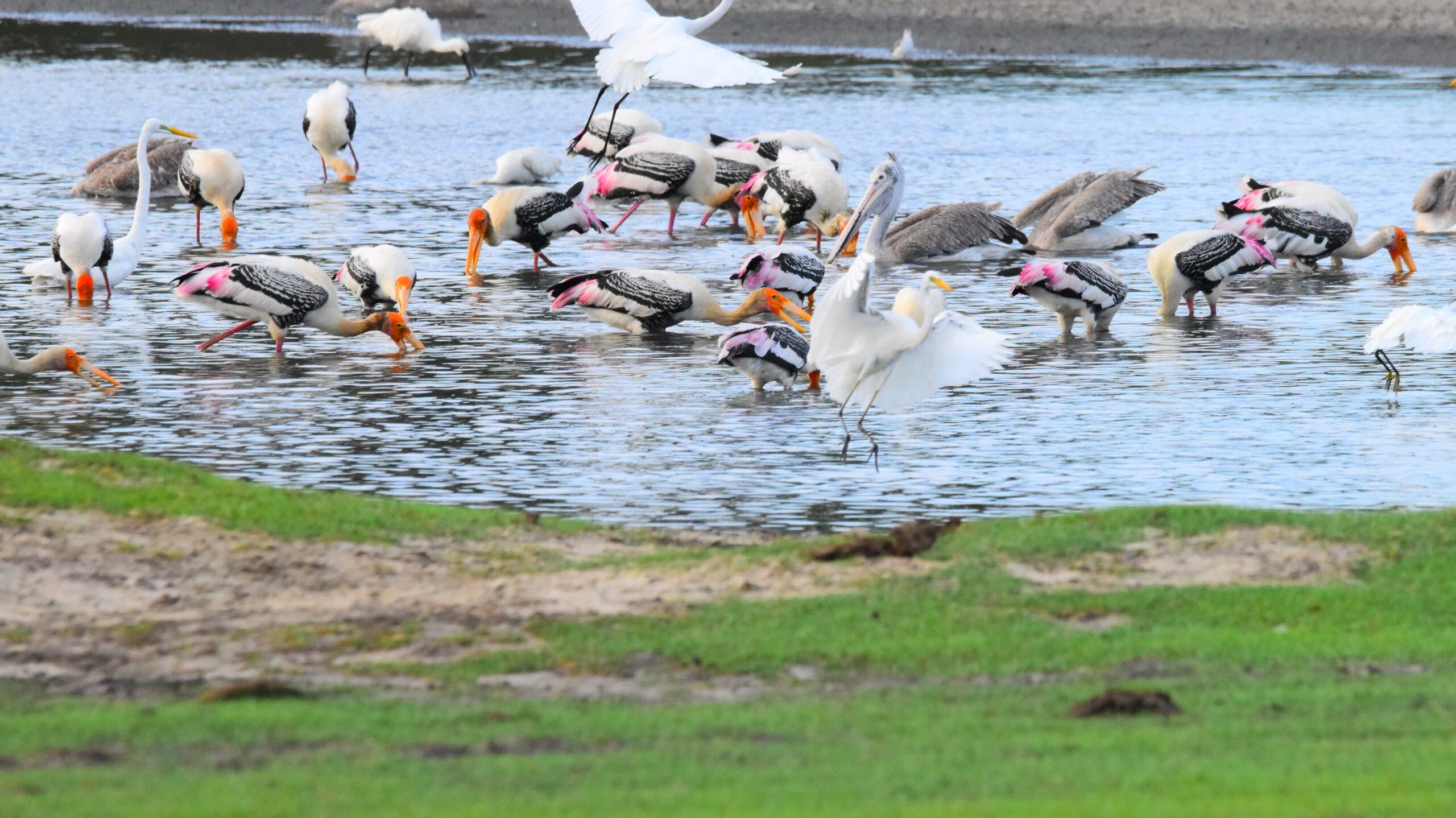 Amazing,Wild,Life,In,Kumana,National,Park.,Sri,Lanka