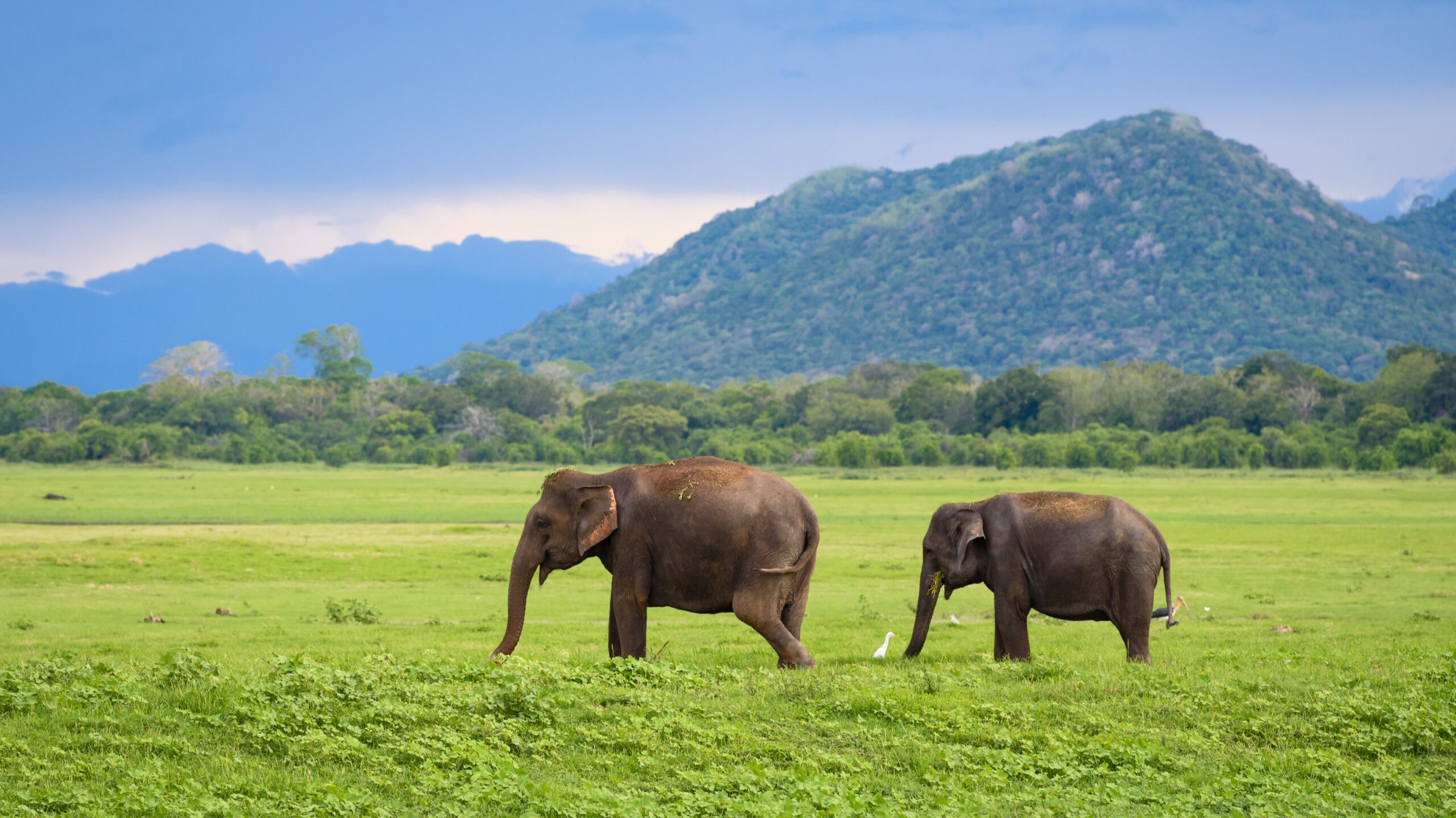Elephants,In,Sri,Lanka.,Two,Young,Asian,Elephants,In,Minneriya