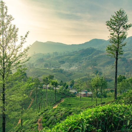 Aerial,View,Of,A,Green,Tea,Plantation,On,Hillside,Near