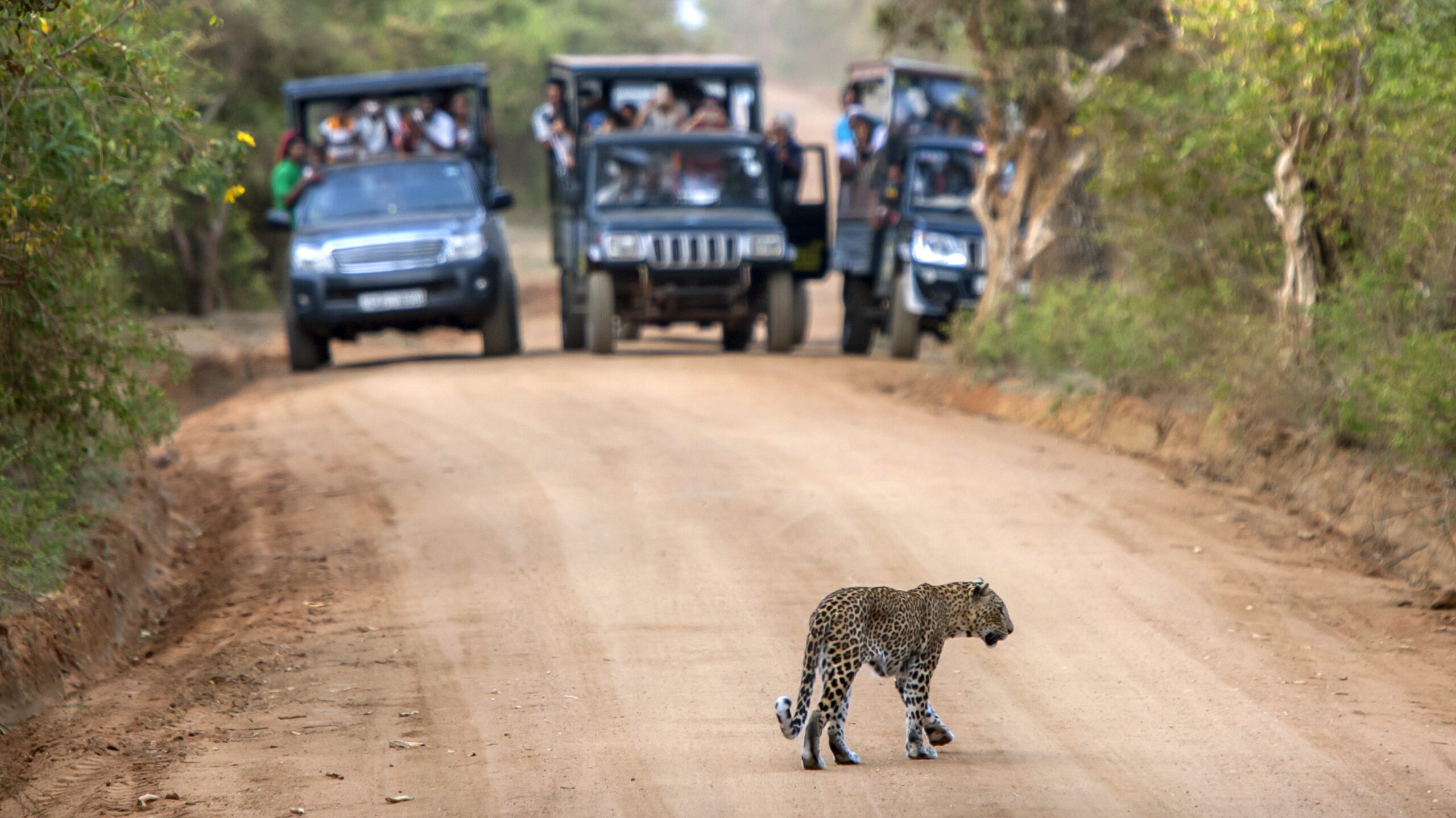Yala,,Sri,Lanka,-,May,24,,2014,:,A,Rare