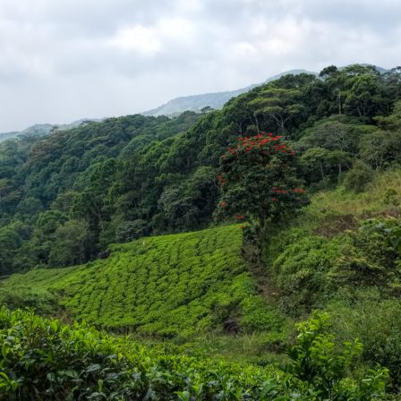 sinharaja